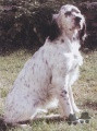 Setter Anglais VENUS DE PUECH DAVID Setter Anglais VENUS DE PUECH DAVID